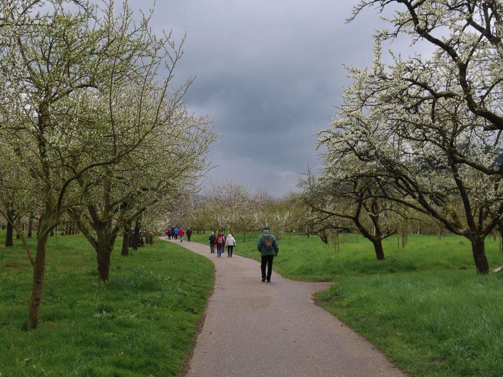 Kirschblütenweg à Kappelrodeck