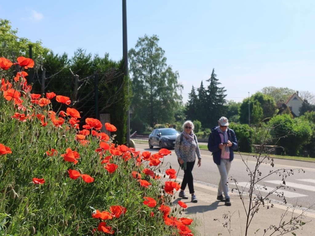 Sentier des croix rurales Saessolsheim